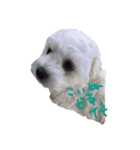 ボロニーズ犬のベルニーニ4（個別スタンプ：3）
