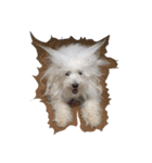 ボロニーズ犬のベルニーニ4（個別スタンプ：4）