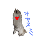 ボロニーズ犬のベルニーニ4（個別スタンプ：5）