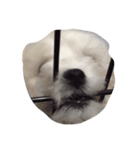 ボロニーズ犬のベルニーニ4（個別スタンプ：7）