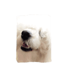 ボロニーズ犬のベルニーニ4（個別スタンプ：8）