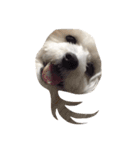 ボロニーズ犬のベルニーニ4（個別スタンプ：9）