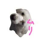 ボロニーズ犬のベルニーニ4（個別スタンプ：11）