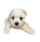 ボロニーズ犬のベルニーニ4（個別スタンプ：13）