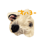 ボロニーズ犬のベルニーニ4（個別スタンプ：14）