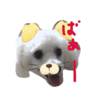 ボロニーズ犬のベルニーニ4（個別スタンプ：15）
