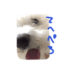 ボロニーズ犬のベルニーニ4（個別スタンプ：16）