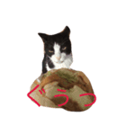 Languid cat now2（個別スタンプ：1）