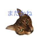 Languid cat now2（個別スタンプ：2）