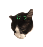 Languid cat now2（個別スタンプ：3）
