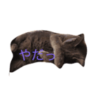 Languid cat now2（個別スタンプ：4）