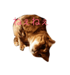 Languid cat now2（個別スタンプ：5）