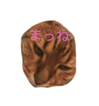 Languid cat now2（個別スタンプ：8）