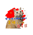 猫のおっさん（個別スタンプ：1）
