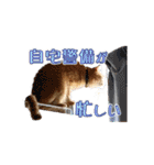 猫のおっさん（個別スタンプ：3）