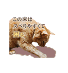 猫のおっさん（個別スタンプ：4）