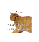 猫のおっさん（個別スタンプ：5）