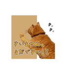 猫のおっさん（個別スタンプ：6）
