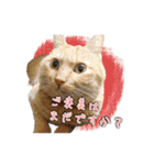 猫のおっさん（個別スタンプ：7）