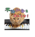 猫のおっさん（個別スタンプ：8）