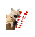 猫のおっさん（個別スタンプ：9）