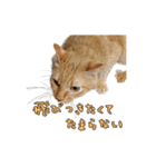 猫のおっさん（個別スタンプ：10）
