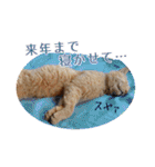 猫のおっさん（個別スタンプ：11）