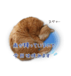 猫のおっさん（個別スタンプ：12）