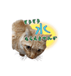 猫のおっさん（個別スタンプ：13）