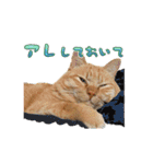 猫のおっさん（個別スタンプ：14）