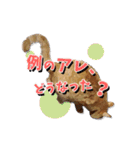 猫のおっさん（個別スタンプ：15）