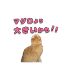 猫のおっさん（個別スタンプ：17）