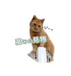 猫のおっさん（個別スタンプ：18）