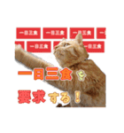 猫のおっさん（個別スタンプ：19）