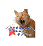 猫のおっさん（個別スタンプ：20）