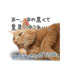 猫のおっさん（個別スタンプ：21）
