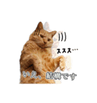 猫のおっさん（個別スタンプ：22）