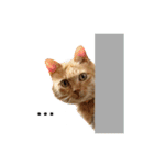 猫のおっさん（個別スタンプ：23）