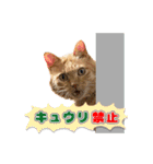 猫のおっさん（個別スタンプ：24）