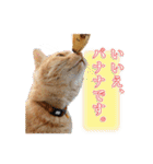 猫のおっさん（個別スタンプ：25）