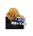猫のおっさん（個別スタンプ：27）