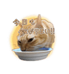 猫のおっさん（個別スタンプ：28）