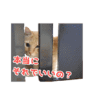 猫のおっさん（個別スタンプ：29）