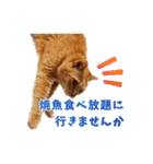 猫のおっさん（個別スタンプ：30）