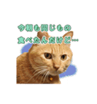 猫のおっさん（個別スタンプ：31）