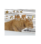 猫のおっさん（個別スタンプ：33）