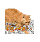 猫のおっさん（個別スタンプ：34）