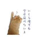 猫のおっさん（個別スタンプ：35）