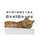 猫のおっさん（個別スタンプ：36）