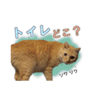 猫のおっさん（個別スタンプ：37）